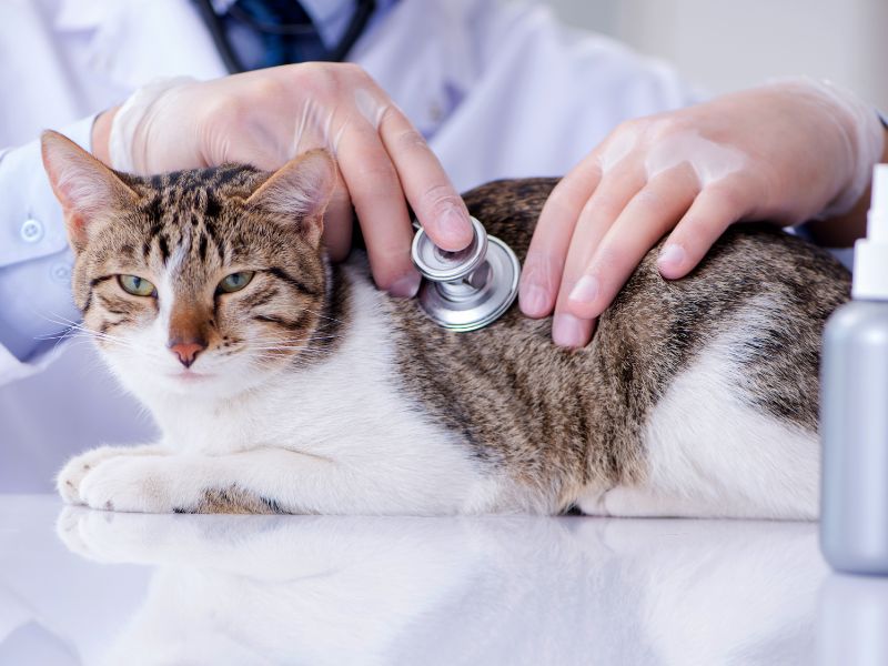 Cat being examined by a vet