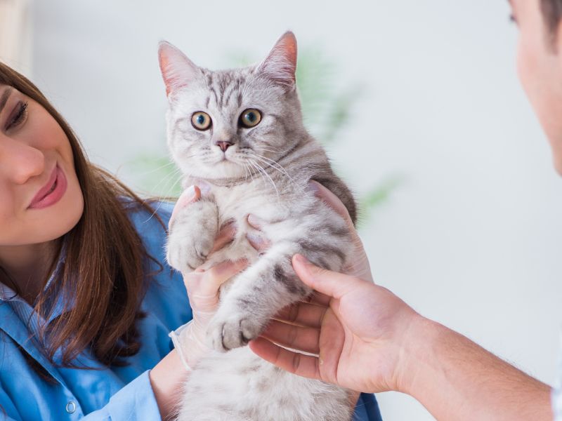 Cat being examined by veterinary staff