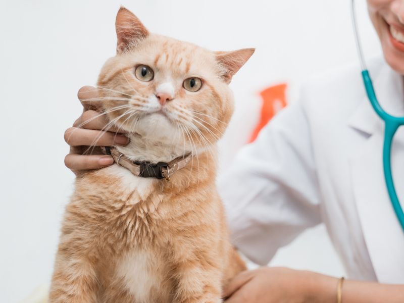 Cat being examined by a veterinarian