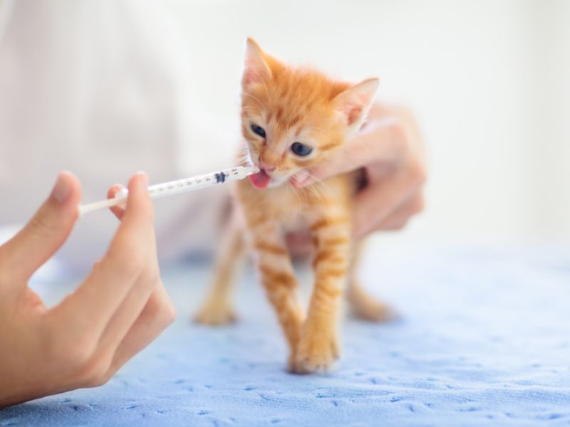 Cat eating something from a syringe