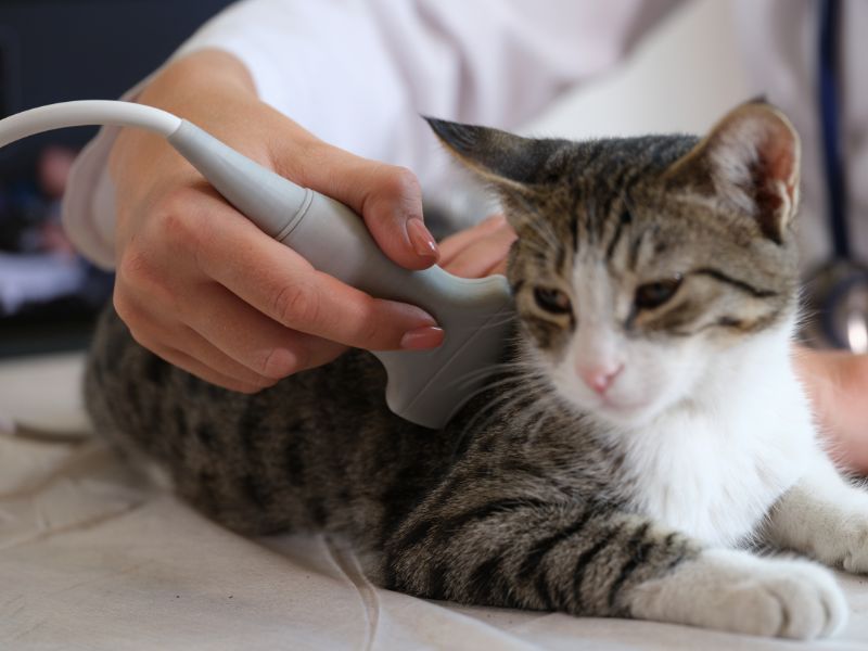 Cat getting an ultrasound