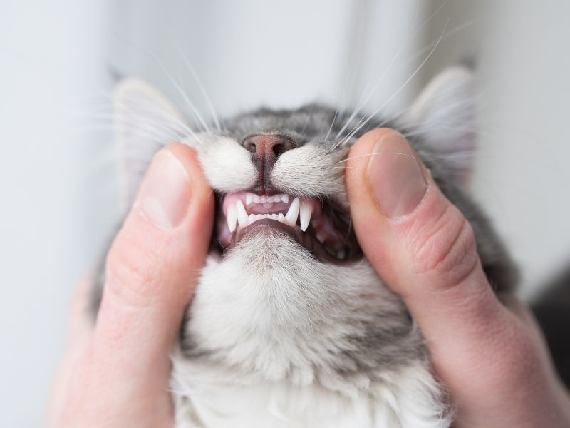 Cat teeth