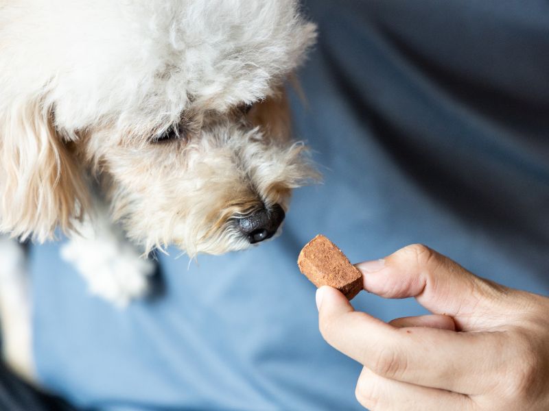 Dog eating a chewable tablet