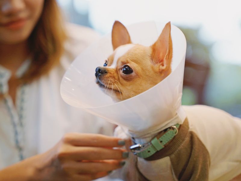 Dog in a surgery cone