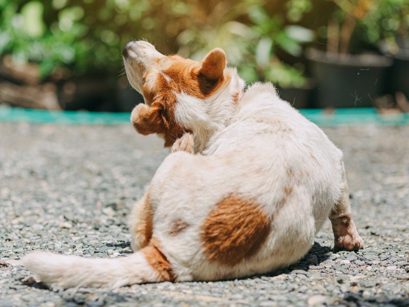 dog itching its head