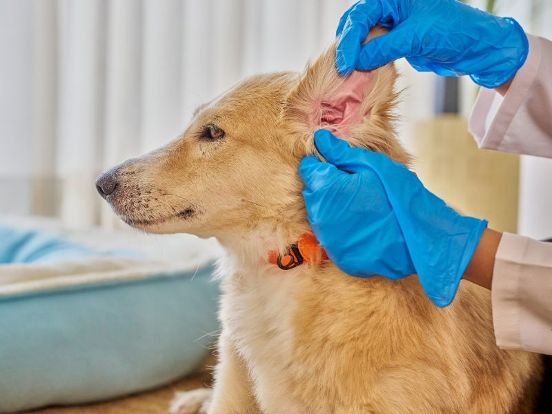 a dog is being examined by a vet