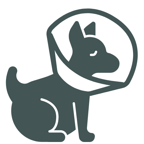 dog wearing a cone icon